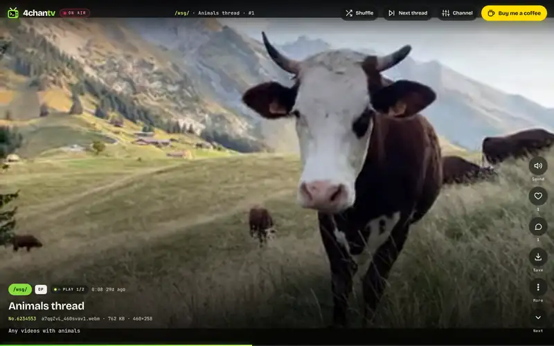 4chan TV on a desktop: a /wsg/ clip playing full screen with the channel bar on top and the heart, comment and save buttons on the right
